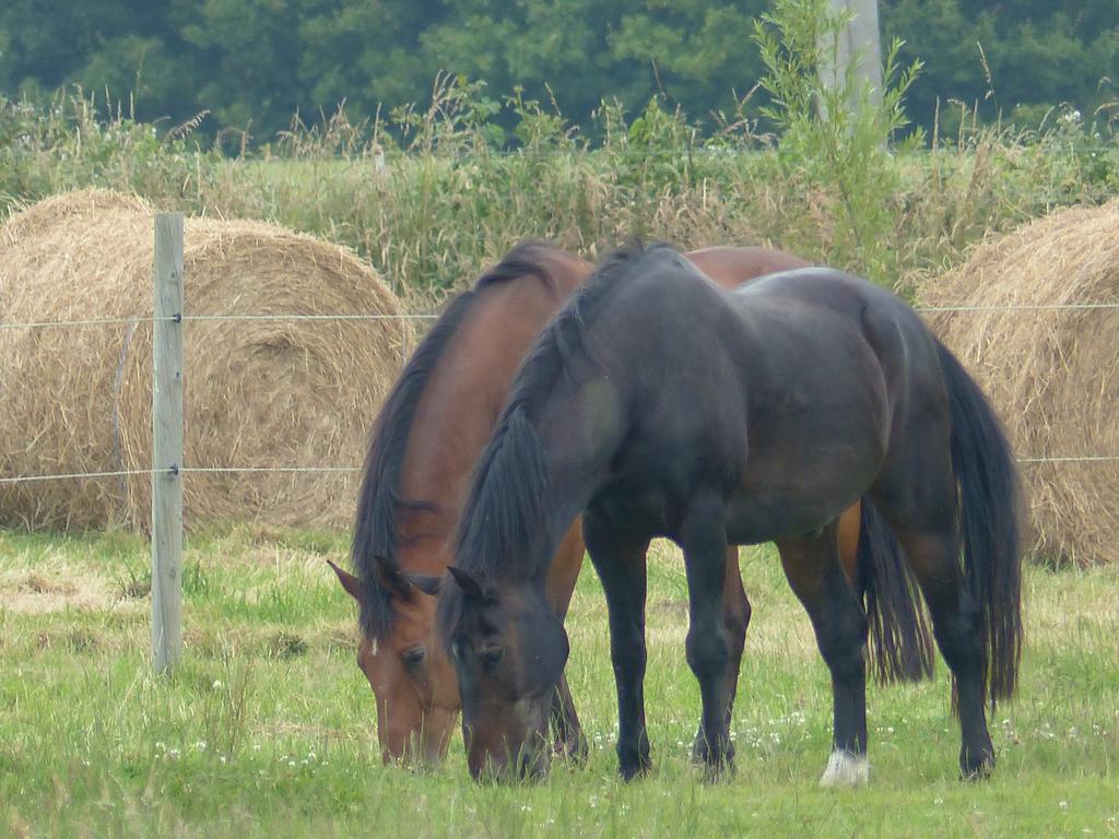 Paardenhof Guesthouse Esquelbecq Exteriér fotografie